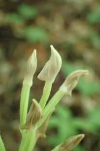 P6155394 (207x310).jpg