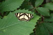 P6155410 (210x140).jpg
