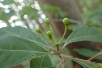P6155417 (210x140).jpg
