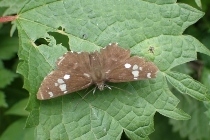 P6155443 (210x140).jpg