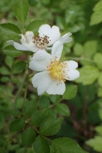 P6155452ヤマテリハノイバラ (207x310).jpg