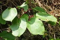 P6155456サルナシ (210x140).jpg