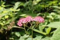 P6155458シモツケ (210x140).jpg