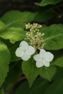 P6155459 (207x310).jpg