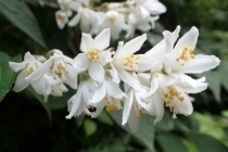 P6155464ウツギ (210x140).jpg