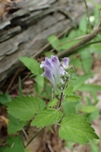 P6185476 (207x310).jpg