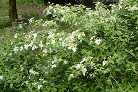 P6185501 (440x293).jpg