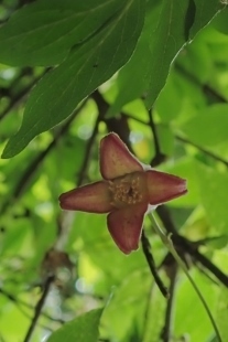 P6185503 (207x310).jpg