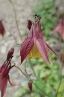 P6185506 (207x310).jpg