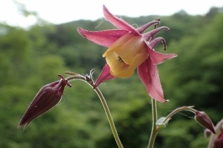 P6185508 (440x293).jpg