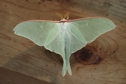 P6185511 (440x293).jpg
