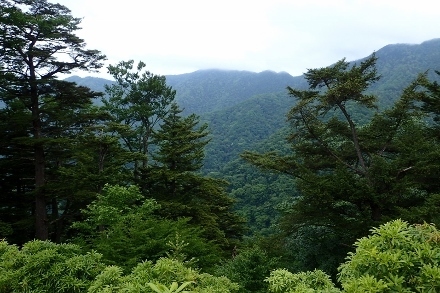P6195517 (440x293).jpg