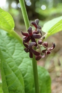 P6195521 (207x310).jpg