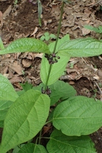 P6195522 (207x310).jpg