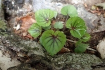 P6195524 (210x140).jpg