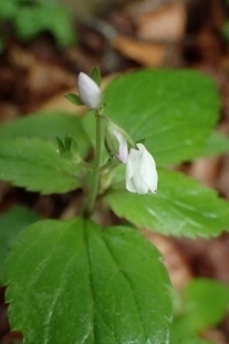P6195529 (207x310).jpg