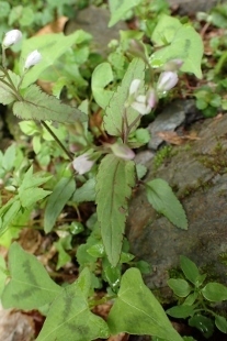 P6195534 (207x310).jpg