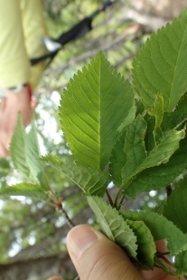 P6195615 (207x310).jpg