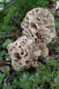 P6195622 (207x310).jpg