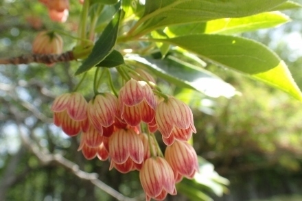 P6195625 (440x293).jpg