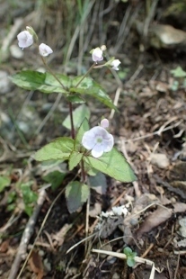 P6195644 (207x310).jpg