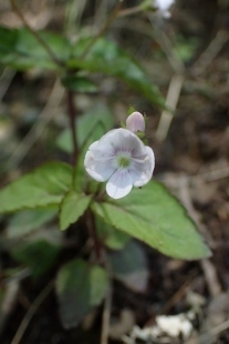 P6195645 (207x310).jpg