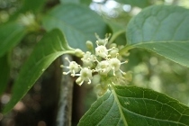 P6195657 (210x140).jpg