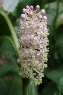 P6195659 (207x310).jpg