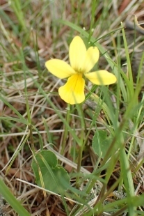 P6195860 (207x310).jpg
