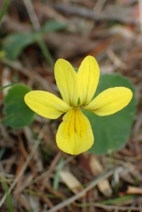 P6195861 (207x310).jpg