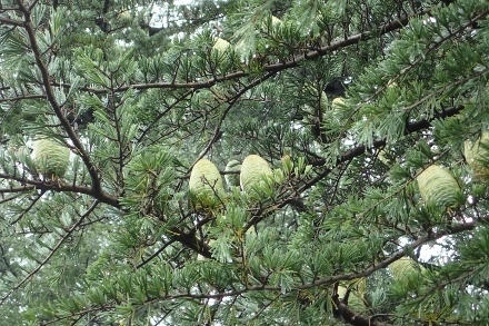 P7185887 (440x293).jpg