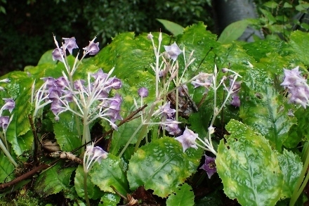 P8066073 (440x293).jpg