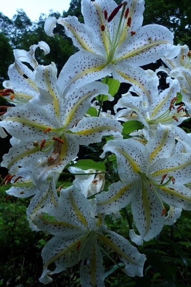 P8076083 (373x560).jpg