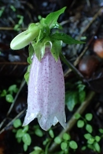 P8076086 (207x310).jpg