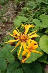 P8076125 (207x310).jpg