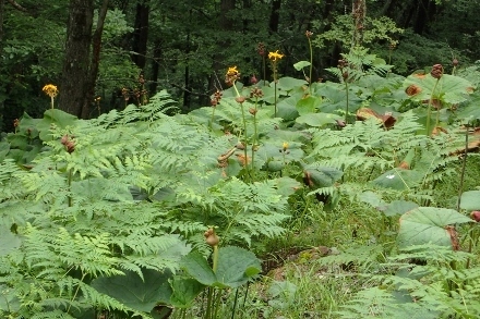 P8076135 (440x293).jpg