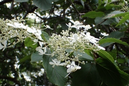 P8076137 (440x293).jpg