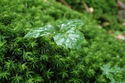 P8076150 (440x293).jpg