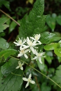 P8186194 (207x310).jpg