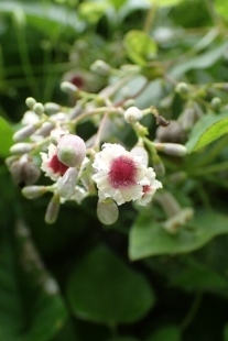 P8186197 (207x310).jpg