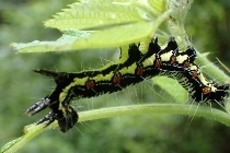 P8186205 (210x140).jpg