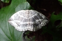 P8186207 (210x140).jpg