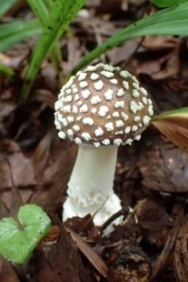 P8186208 (207x310).jpg