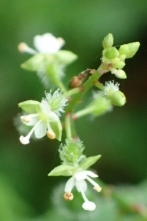 P8186224 (207x310).jpg