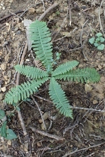 P8256228 (207x310).jpg