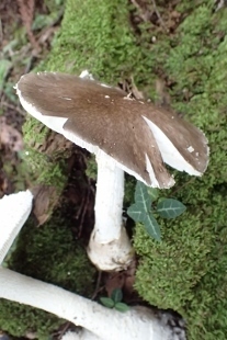 P8256232 (207x310).jpg