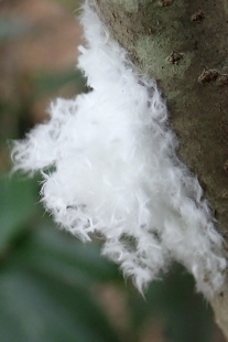 P8256286 (207x310).jpg