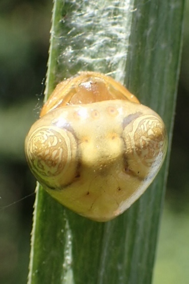 P8263114 (373x560).jpg