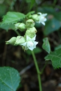 P9012566 (207x310).jpg