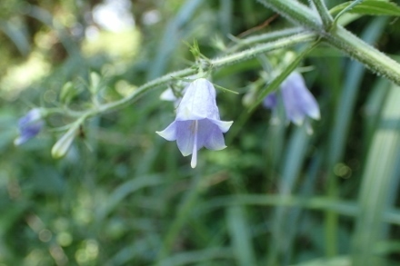 P9012594 (440x293).jpg
